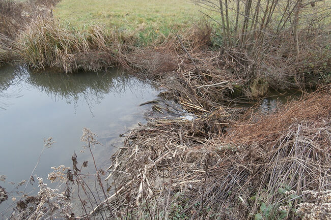 Štete od dabra